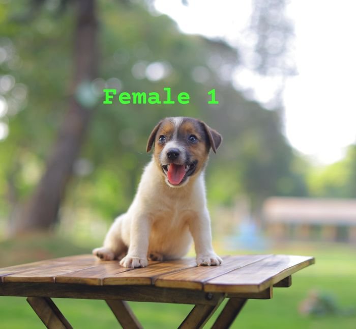 DogsIndia.com - Jack Russell Terrier - Crossfields