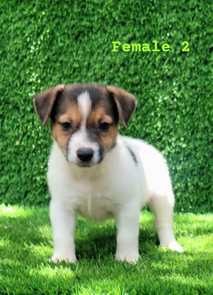DogsIndia.com - Jack Russell Terrier - Crossfields