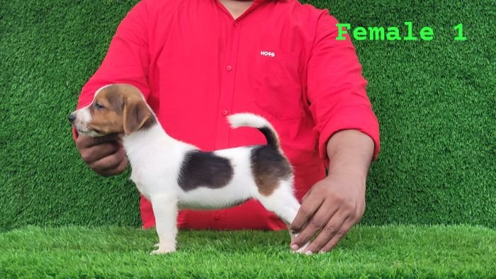 DogsIndia.com - Jack Russell Terrier - Crossfields