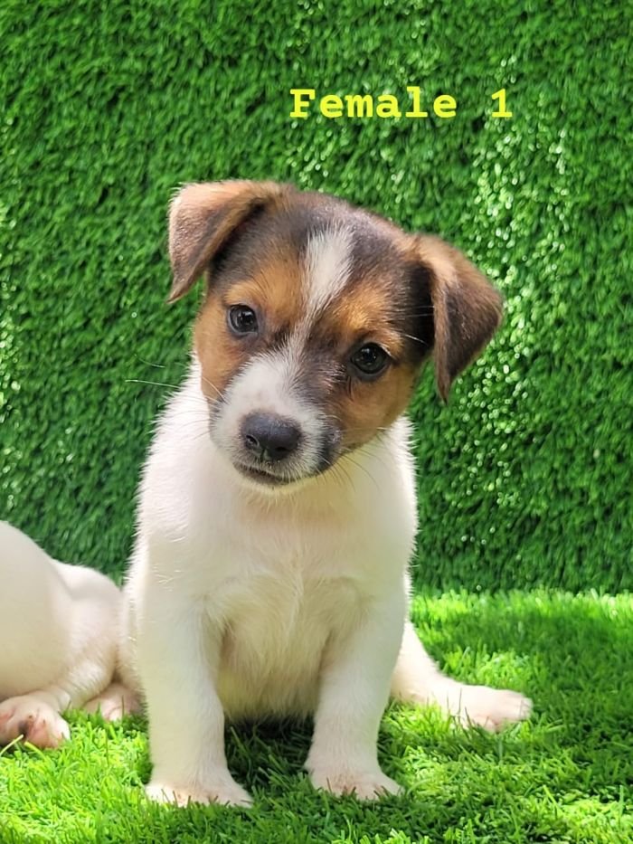 DogsIndia.com - Jack Russell Terrier - Crossfields