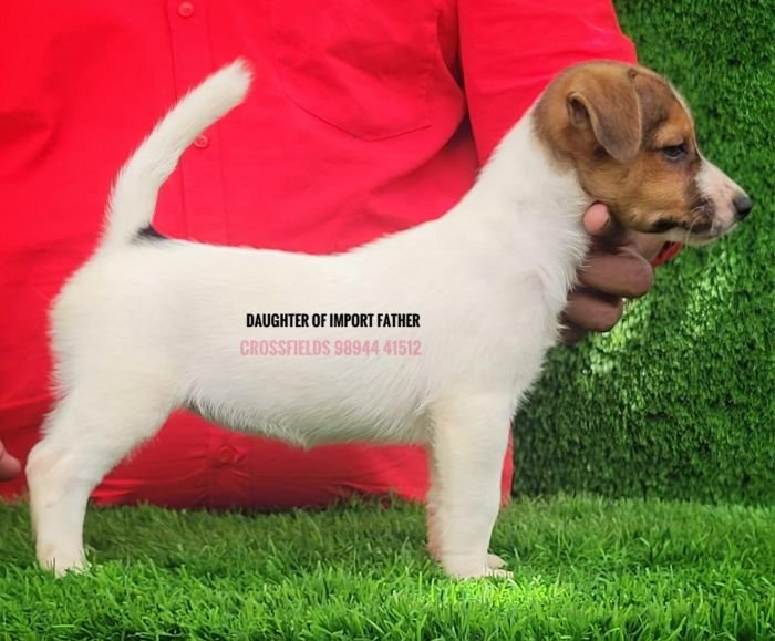 DogsIndia.com - Jack Russell Terrier - Crossfields