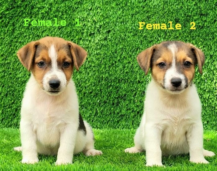DogsIndia.com - Jack Russell Terrier - Crossfields