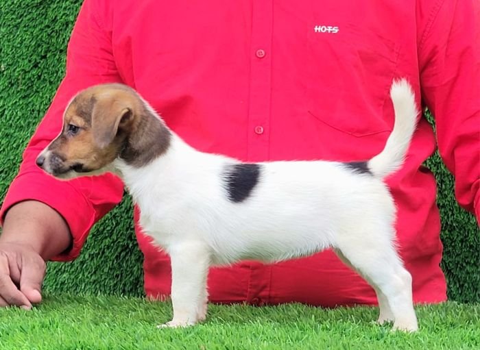 DogsIndia.com - Jack Russell Terrier - Crossfields