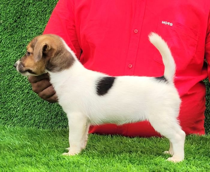 DogsIndia.com - Jack Russell Terrier - Crossfields
