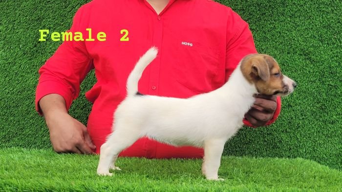 DogsIndia.com - Jack Russell Terrier - Crossfields