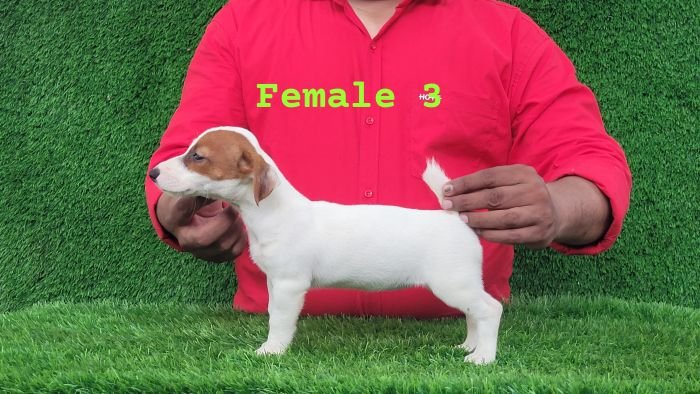 DogsIndia.com - Jack Russell Terrier - Crossfields