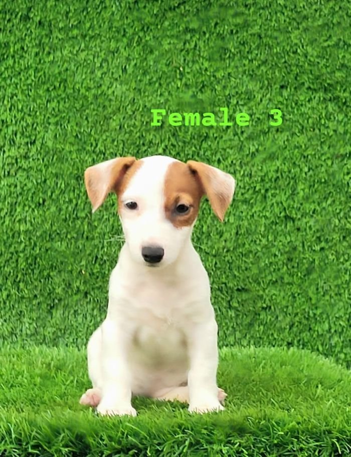 DogsIndia.com - Jack Russell Terrier - Crossfields