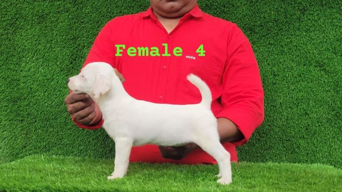 DogsIndia.com - Jack Russell Terrier - Crossfields