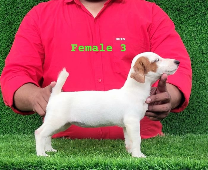 DogsIndia.com - Jack Russell Terrier - Crossfields