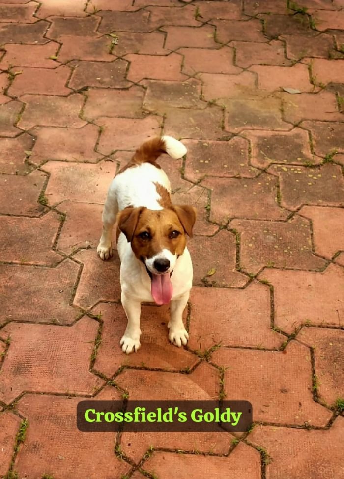 DogsIndia.com - Jack Russell Terrier - Crossfields - Easwaramoorthy