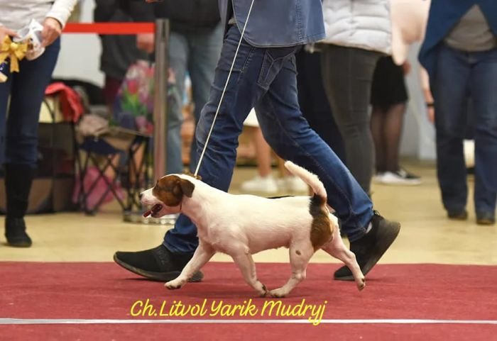 DogsIndia.com - Jack Russell Terrier - Crossfields - Easwaramoorthy