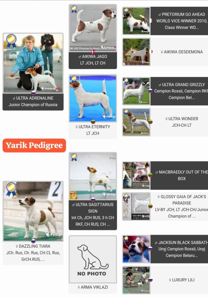 DogsIndia.com - Jack Russell Terrier - Crossfields - Easwaramoorthy