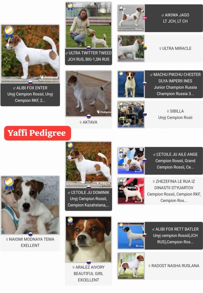 DogsIndia.com - Jack Russell Terrier - Crossfields - Easwaramoorthy