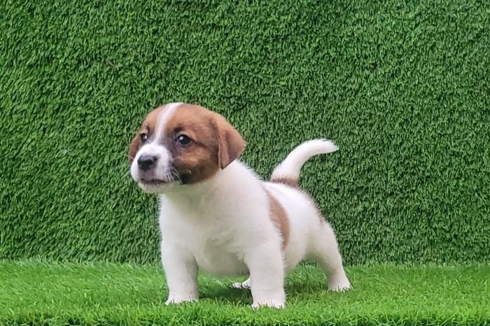 DogsIndia.com - Jack Russell Terrier - Crossfields - Easwaramoorthy