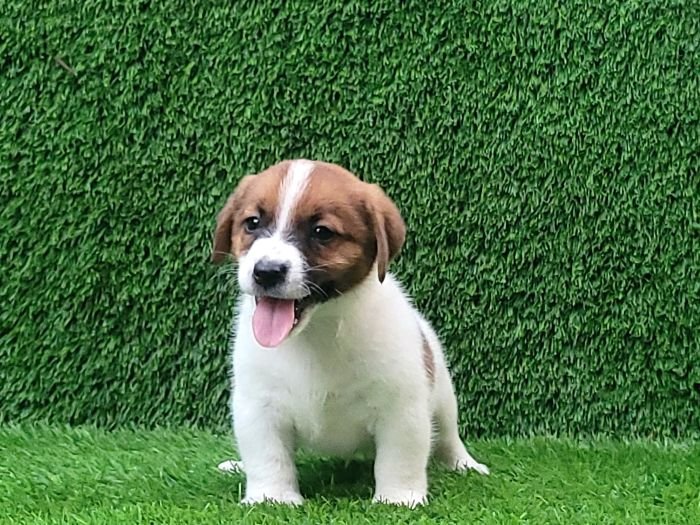 DogsIndia.com - Jack Russell Terrier - Crossfields - Easwaramoorthy
