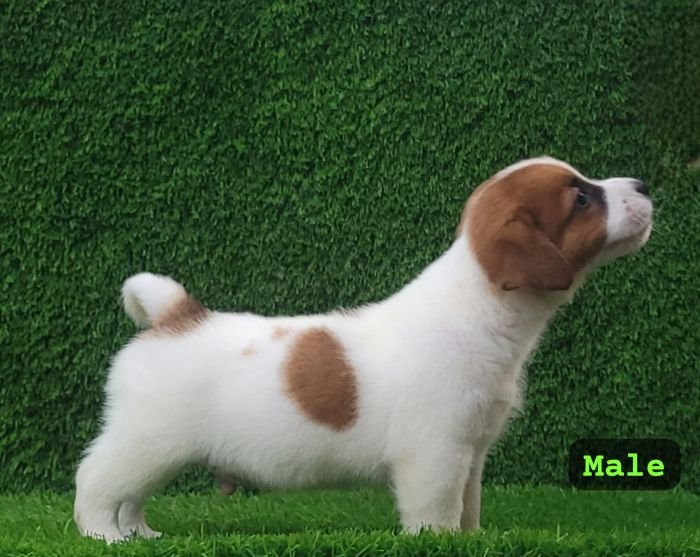 DogsIndia.com - Jack Russell Terrier - Crossfields - Easwaramoorthy