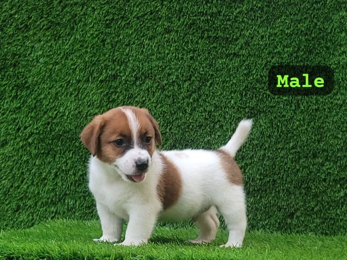 DogsIndia.com - Jack Russell Terrier - Crossfields - Easwaramoorthy