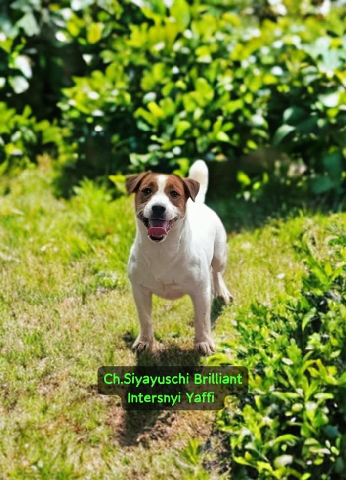 DogsIndia.com - Jack Russell Terrier - Crossfields - Easwaramoorthy