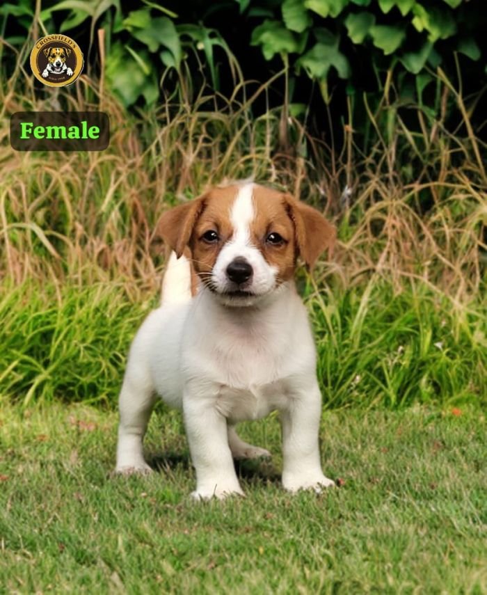 DogsIndia.com - Jack Russell Terrier - Crossfields - Easwaramoorthy