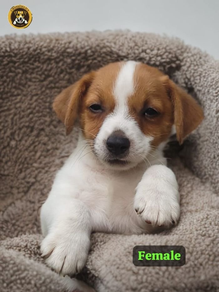 DogsIndia.com - Jack Russell Terrier - Crossfields - Easwaramoorthy