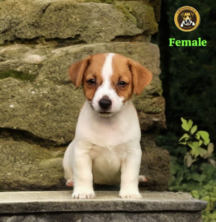 DogsIndia.com - Jack Russell Terrier - Crossfields - Easwaramoorthy