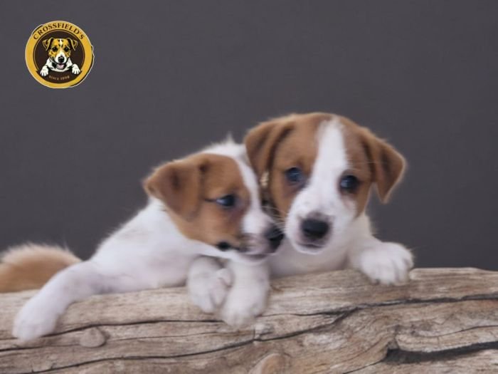 DogsIndia.com - Jack Russell Terrier - Crossfields - Easwaramoorthy