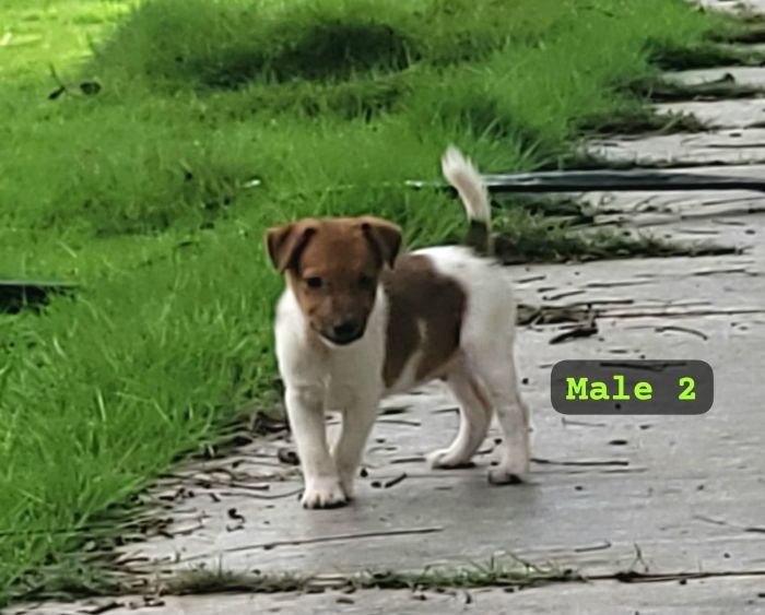 DogsIndia.com Jack Russell Terrier Crossfields