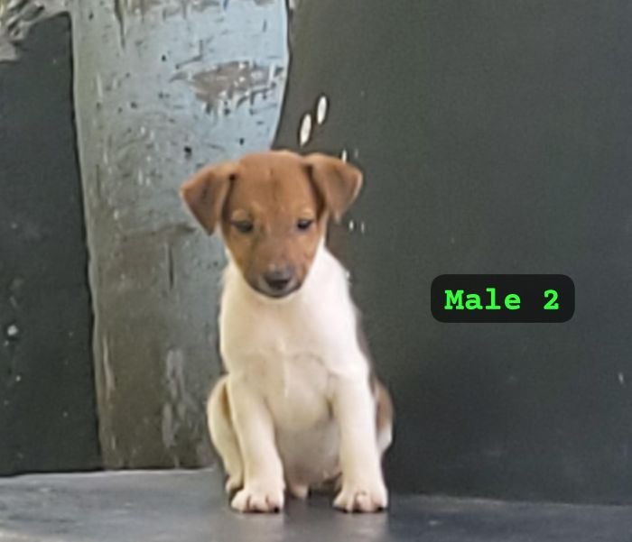 DogsIndia.com Jack Russell Terrier Crossfields