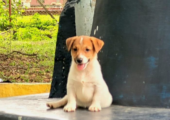 DogsIndia.com Jack Russell Terrier Crossfields