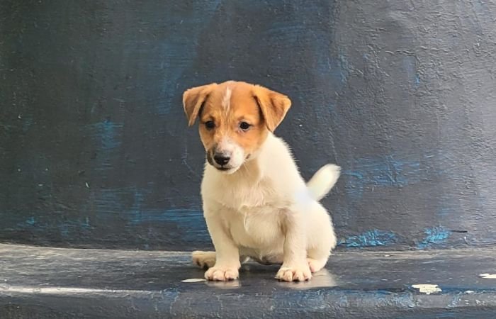 DogsIndia.com Jack Russell Terrier Crossfields