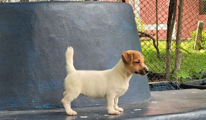 DogsIndia.com Jack Russell Terrier Crossfields