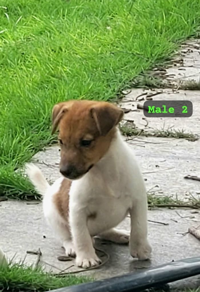DogsIndia.com Jack Russell Terrier Crossfields