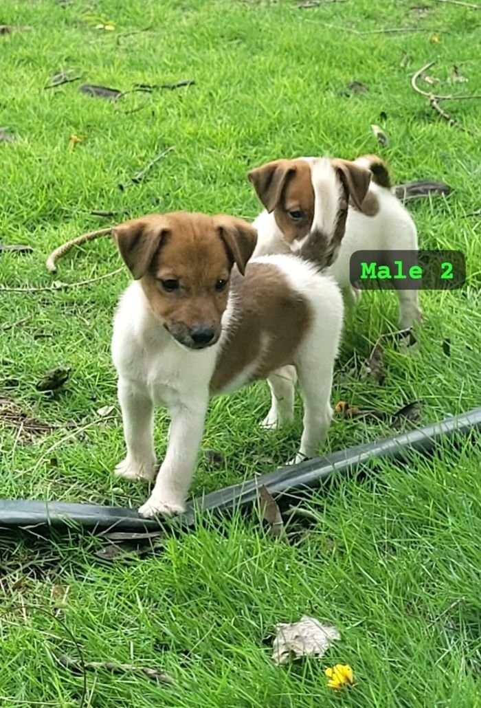 DogsIndia.com Jack Russell Terrier Crossfields