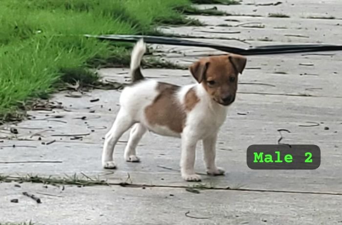 DogsIndia.com Jack Russell Terrier Crossfields