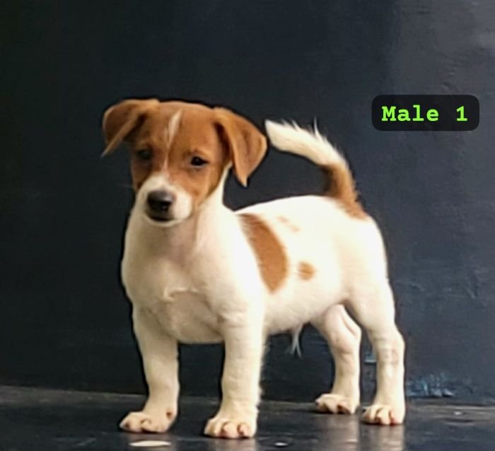 DogsIndia.com Jack Russell Terrier Crossfields