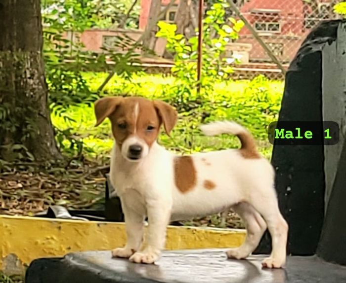 DogsIndia.com Jack Russell Terrier Crossfields