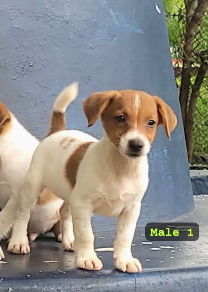 DogsIndia.com Jack Russell Terrier Crossfields