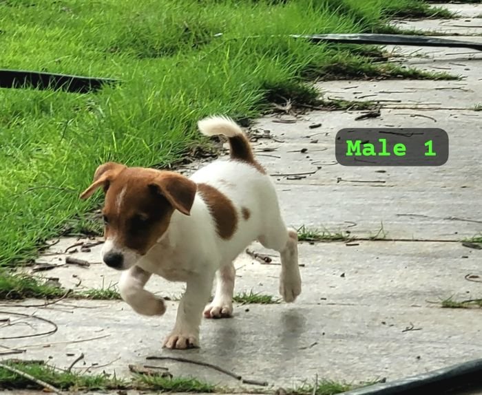 DogsIndia.com Jack Russell Terrier Crossfields