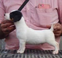 DogsIndia.com - Jack Russell Terrier - Crossfield - Easwaramoothy