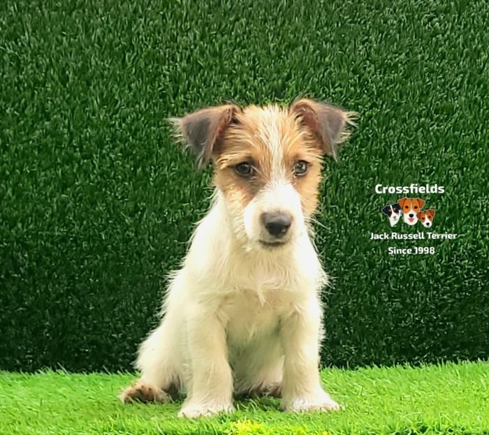 DogsIndia.com - Jack Russell Terrier - Crossfields