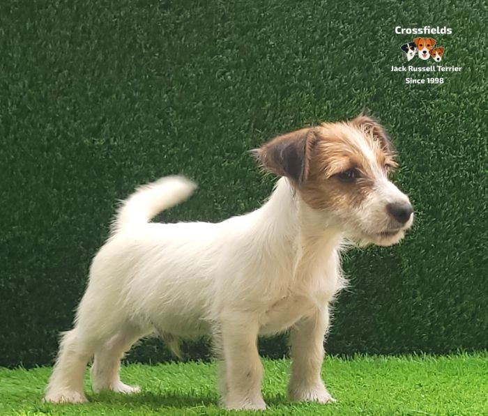 DogsIndia.com - Jack Russell Terrier - Crossfields