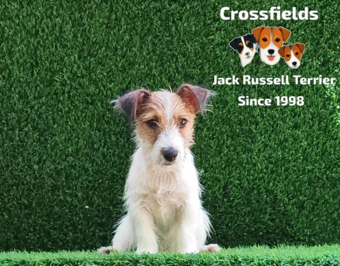 DogsIndia.com - Jack Russell Terrier - Crossfields