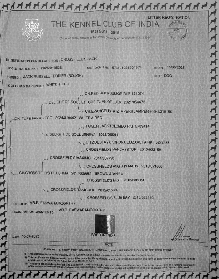 DogsIndia.com - Jack Russell Terrier - Crossfields