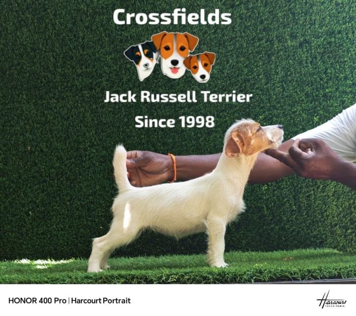 DogsIndia.com - Jack Russell Terrier - Crossfields