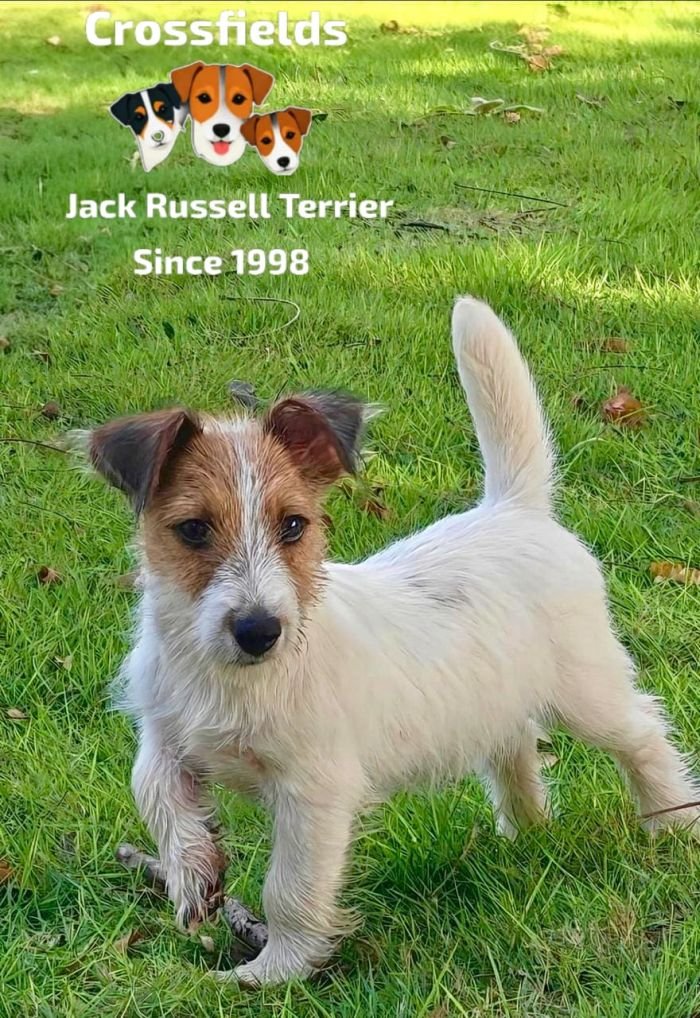 DogsIndia.com - Jack Russell Terrier - Crossfields