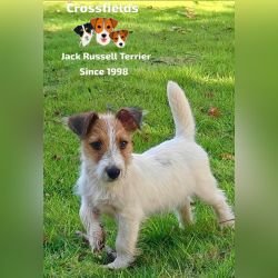 DogsIndia.com - Jack Russell Terrier - Crossfields