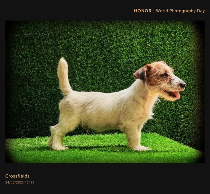 DogsIndia.com - Jack Russell Terrier - Crossfields