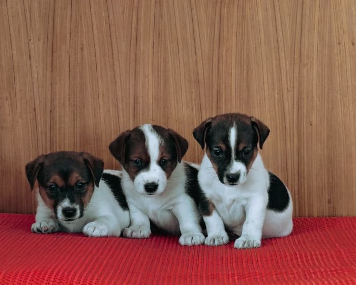 DogsIndia.com Jack Russell Terrier Crossfields