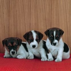 DogsIndia.com Jack Russell Terrier Crossfields