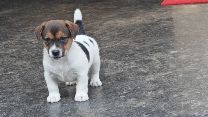 DogsIndia.com Jack Russell Terrier Crossfields